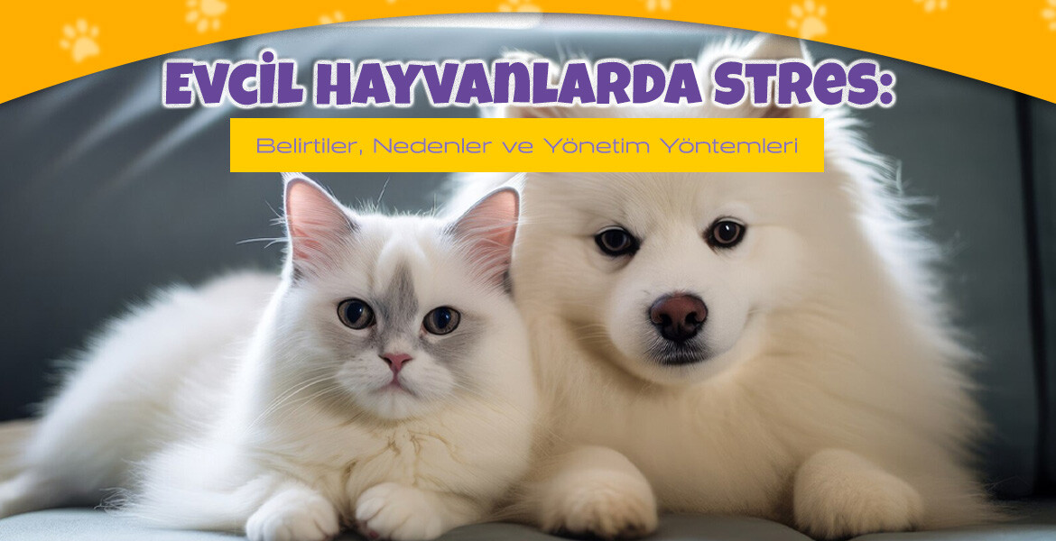 Evcil Hayvanlarda Stres: Belirtiler, Nedenler ve Yönetim Yöntemleri