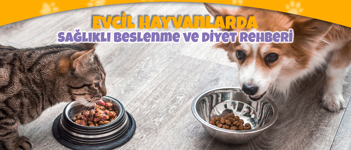 Evcil Hayvanlarda Sağlıklı Beslenme ve Diyet Rehberi