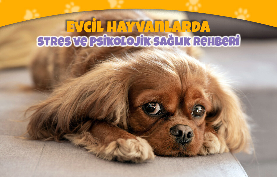 Evcil Hayvanlarda Stres ve Psikolojik Sağlık Rehberi