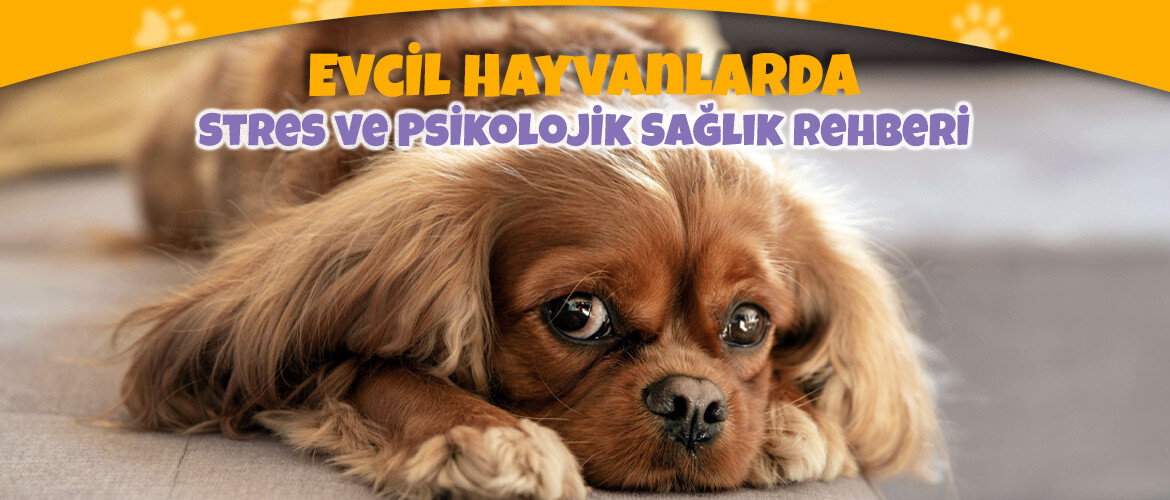 Evcil Hayvanlarda Stres ve Psikolojik Sağlık Rehberi