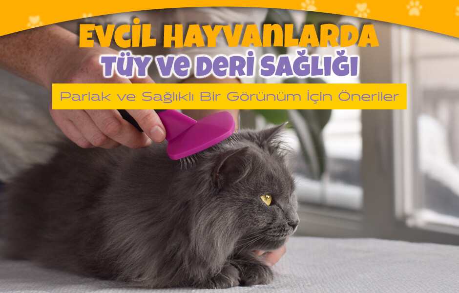 Evcil Hayvanlarda Tüy ve Deri Sağlığı: Parlak ve Sağlıklı Bir Görünüm İçin Öneriler
