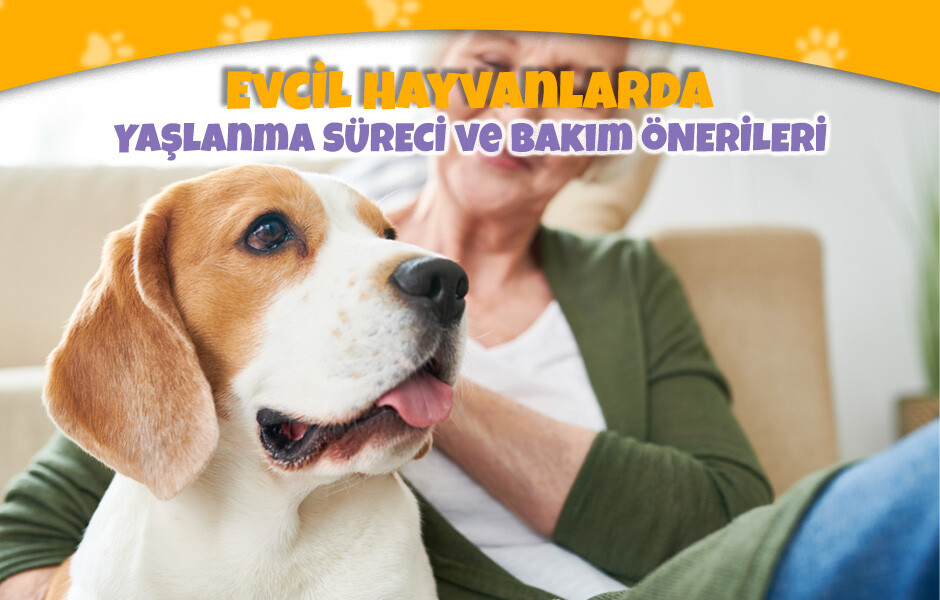 Evcil Hayvanlarda Yaşlanma Süreci ve Bakım Önerileri