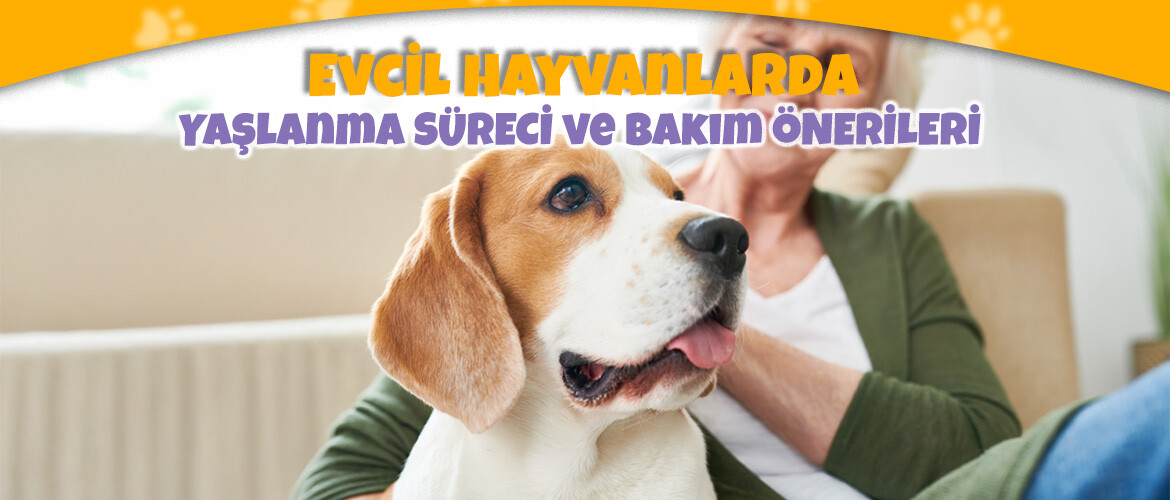 Evcil Hayvanlarda Yaşlanma Süreci ve Bakım Önerileri