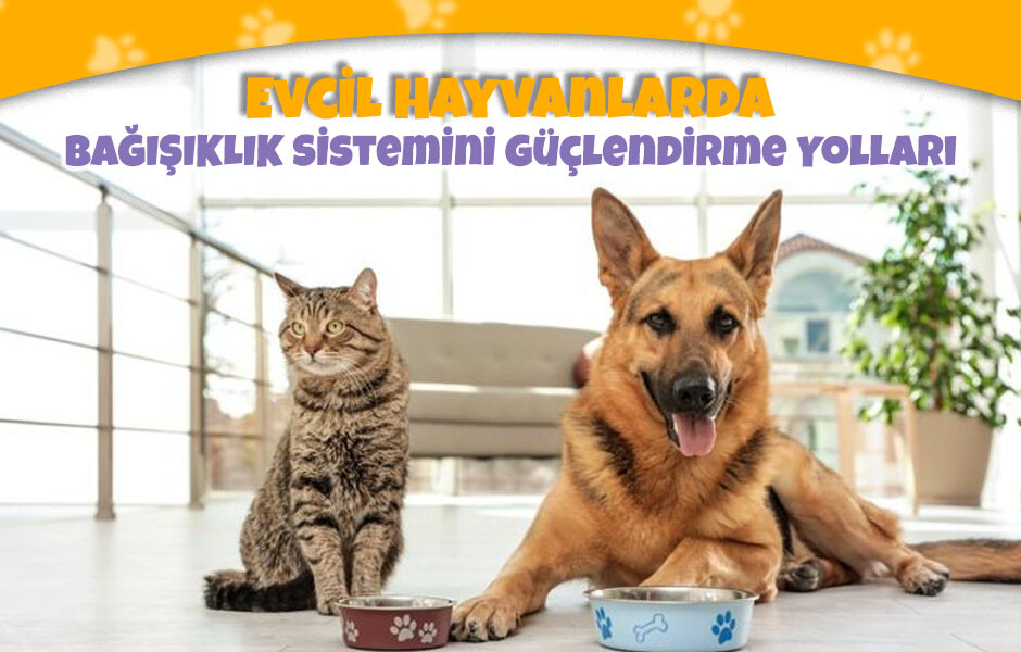 Evcil Hayvanlarda Bağışıklık Sistemini Güçlendirme Yolları