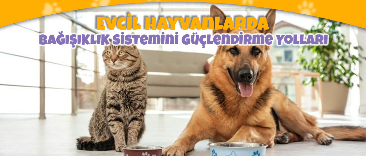 Evcil Hayvanlarda Bağışıklık Sistemini Güçlendirme Yolları