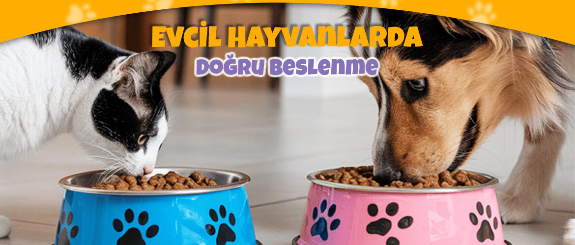 Evcil Hayvanlarda Doğru Beslenme