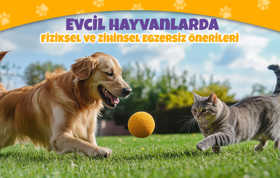 Evcil Hayvanlarda Fiziksel ve Zihinsel Egzersiz Önerileri