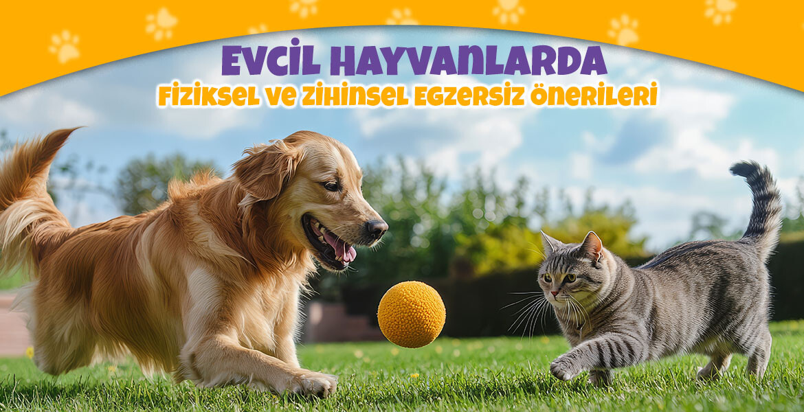 Evcil Hayvanlarda Fiziksel ve Zihinsel Egzersiz Önerileri