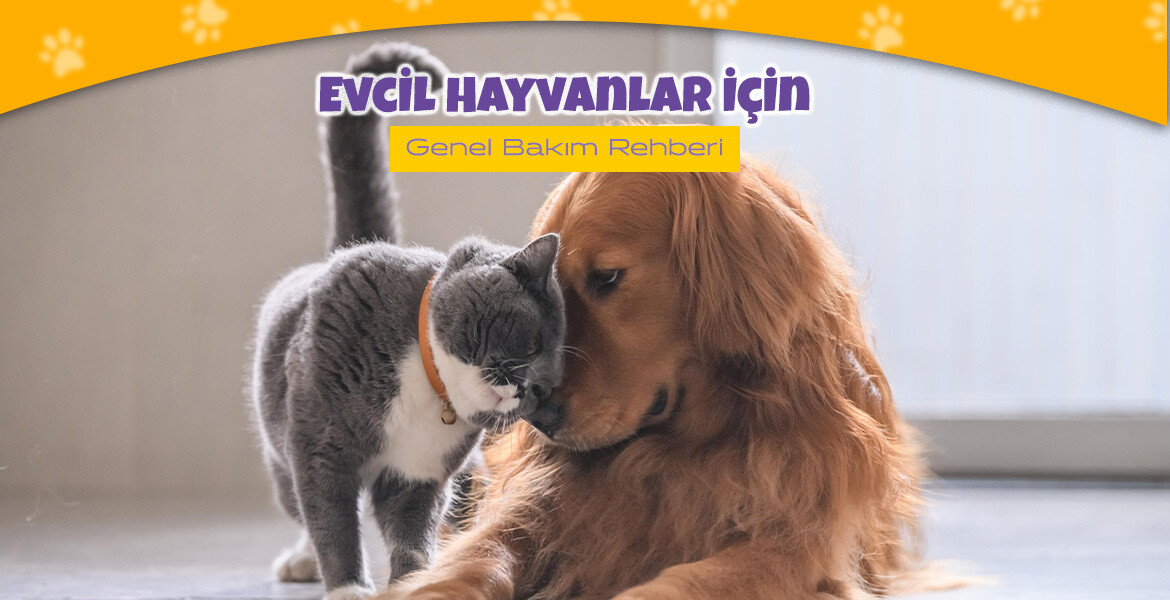 Evcil Hayvanlar İçin Genel Bakım Rehberi
