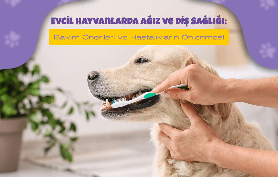 Evcil Hayvanlarda Ağız ve Diş Sağlığı: Bakım Önerileri ve Hastalıkların Önlenmesi