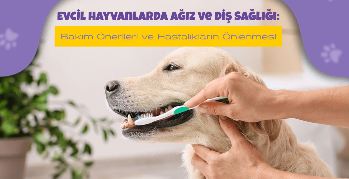 Evcil Hayvanlarda Ağız ve Diş Sağlığı: Bakım Önerileri ve Hastalıkların Önlenmesi