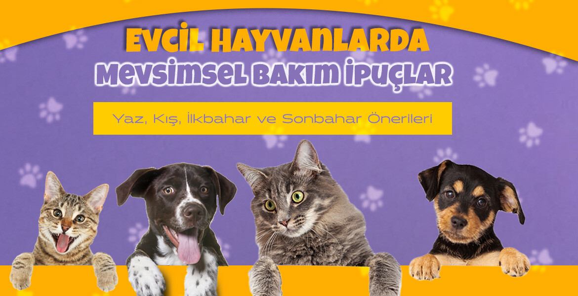 Evcil Hayvanlarda Mevsimsel Bakım İpuçları | Yaz, Kış, İlkbahar ve Sonbahar Önerileri