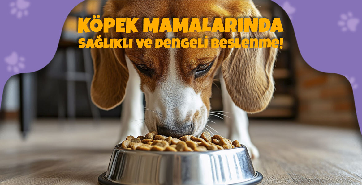 Köpekler İçin Sağlıklı ve Lezzetli Mama Seçenekleri!